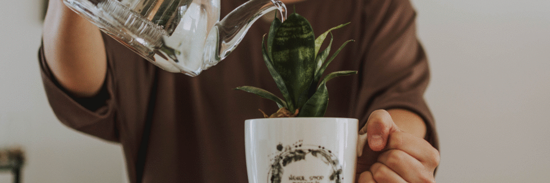 2 lições sobre escrita que aprendi cuidando de plantas